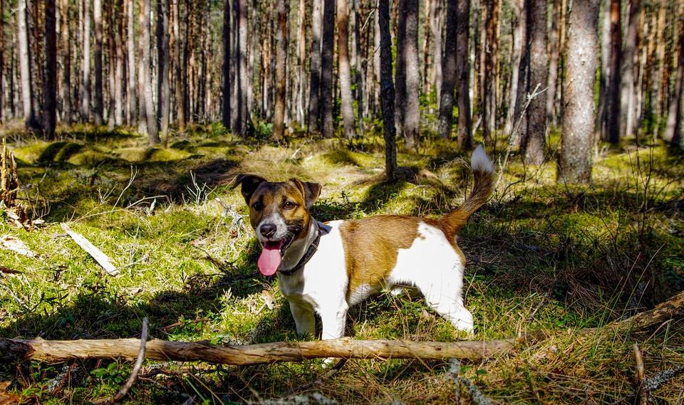 Džeko Raselo terjeras yra mažas šuo, kurio siluetas užrašytas stačiakampyje. Parsono Raselo terjeras yra aukštesnis ir trumpesnių kojų.